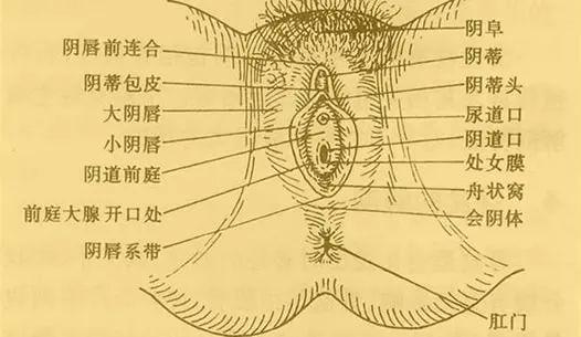 成性学问开云全站：新婚鸳侣必知的私处()常识(图4)